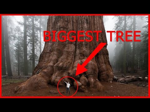 BIGGEST TREE in the WORLD is the General Sherman Tree!