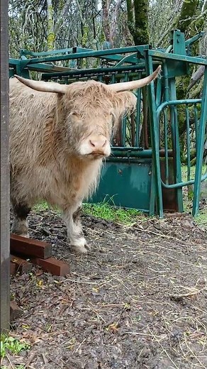 cute highland cow mooing compilation #highlandcows #cute #cows #mooing #shorts