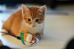 NIH defends use of 'deadly' experiments on cats