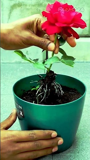 How to Grow Roses from Cuttings in Pots 🌹 | Easy Rose Propagation & Blooming Guide