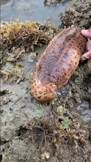 Strange Sea Creature Found Under Rock 😲 Hidden Ocean Mystery