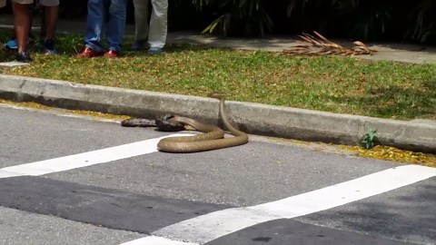 Python vs. Cobra : une bataille impressionante