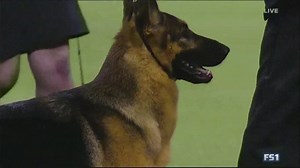 German shepherd crowned winner at Westminster dog show: Photos