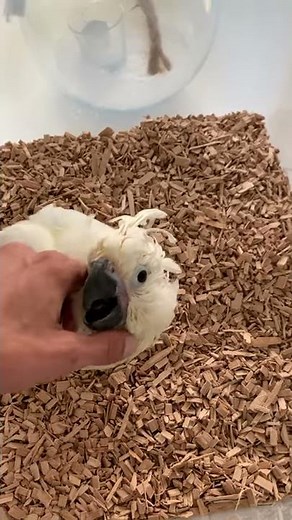 Baby Cockatoo