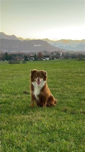 Liba the Miniature Australian Shepherd Puppy's Happy Stroll in the Allgäu Alps