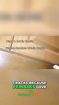 Ultimate Guide: Using Advion Cockroach Bait Gel Effectively