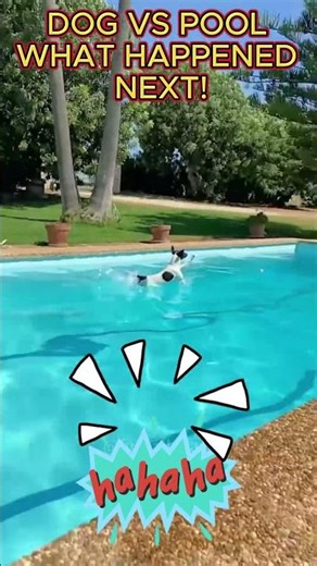 Guess what Happened to the Dog after it's Scary Viral Pool Dive!🐶💦
