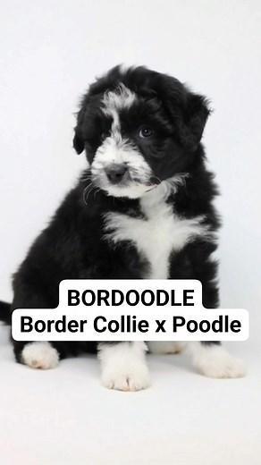 Poodle Mix Lovers — PART 7! 🐩✨ You asked for more… so here’s another trio of irresistible Poodle crossbreeds! 😍 This reel features the brilliant and athletic Bordoodle, the sweet and cuddly Havapoo, and the lively, lovable Pomapoo — three adorable mixes you’re definitely going to fall for! 👉 After you watch, tell me: Which one won you over this round? Your comments, likes, and reactions help this reach even more doodle fans — thank you so much! 💛💬 Missed earlier parts? Check the comments fo