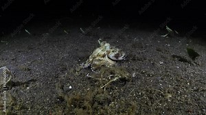 Coconut Octopus - Amphioctopus marginatus is hunting in the night. Sea life of Tulamben, Bali, Indonesia.