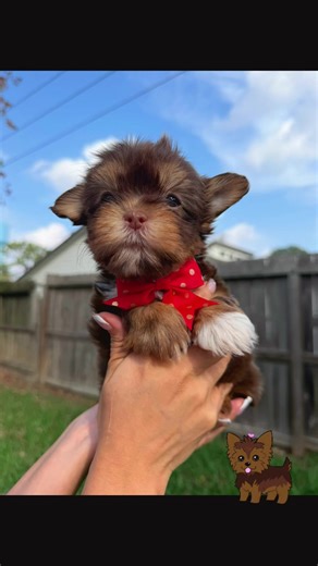 Exotic Chocolate Yorkie Puppies for Families