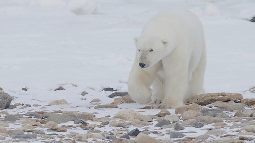 How big are polar bears? Adult males normally weigh 350- 600 kg (775-1,300 lb). Adult females are usually 150-290 kg (330-650 lb). But some can be larger. Researchers in Canada estimated one male bear at 800 kg (1,700 lb)! Polar bears are also tall. Scientists usually measure their height at the shoulder when on all fours. Those heights are typically 1-1.5 m (3.3-5 ft) for adult polar bears. An adult male may reach over 3 m (10 ft) when standing on its hind legs! | Polar Bears International