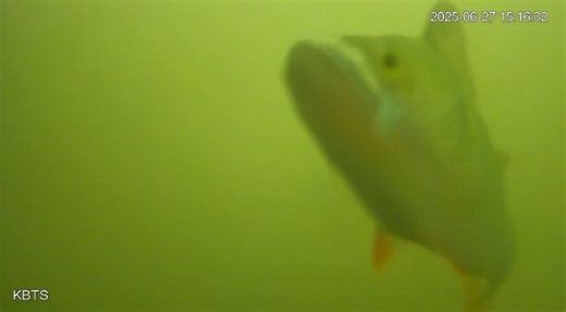 Utrecht's fish doorbell open; Thousands keep eye out for fish needing lock opened