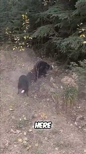 Hunter's Dog Masters Retrieval: Grouse Hunt Success! #shorts