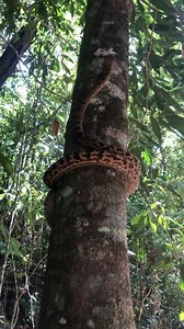 Scrub python trending upward Did you know? If you are a tree dwelling mammal, and you live in Australia, you are not safe from the serpentine clutches of the scrub python while you are up in your arboreal home. These versatile hunters use their powerful and muscular bodies to ascend into the trees. To accomplish this, they employ a method known as "concertina locomotion," where the snake alternately stretches and contracts sections of its body to push itself upward. Anchoring a portion of its bo