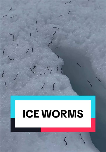 Brain Eating Ice Worms: Myth or Reality?