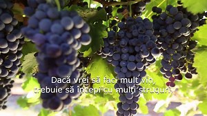 21K views · 204 reactions | Iată cum se face vinul!  | Discovery România | Facebook