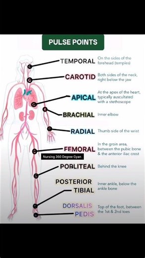 "Pulse Points Made Easy | Nursing & Medical Students Guide" #norcet #ielts #shorts