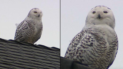159K views · 5.7K reactions | Photographers are getting pictures of a rare snowy owl spotted in a residential neighborhood in southern California. The owl has been around for about a week, which is unusual considering its normal habitat is the arctic tundra. | Inside Edition | Facebook