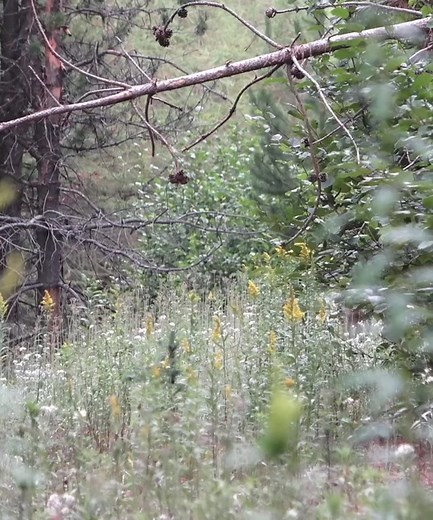 Playful Wolves in Idaho: Captivating Footage