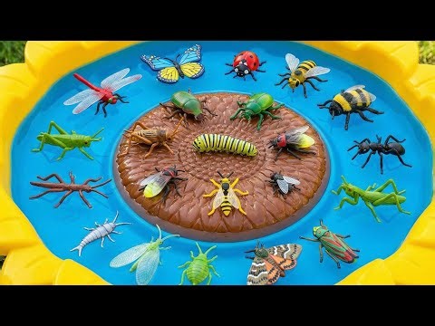 Bugs & Insects for Kids 🐞🐜 | Learn Insect Names and Facts | Toy vs Real