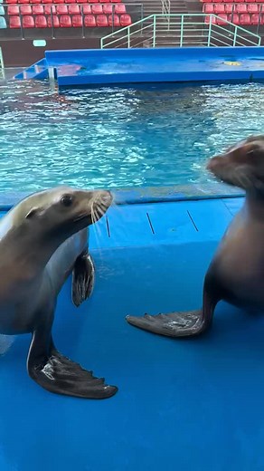 Cute baby sea lion moments