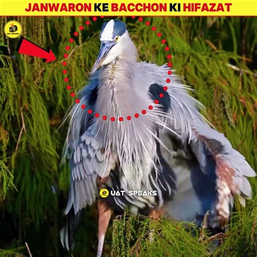 3 Animals Whose Babies No One Can Touch | #shorts