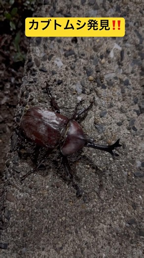 カブトムシ発見‼️ #カブトムシ #カブトムシオス #カブト #カブトムシ♂ #モストップ #害虫防除技術研究所 #昆虫