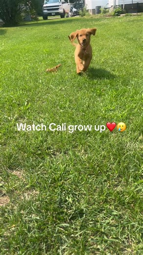 Why do they grow up so fast?😭 Loving these throwbacks of Cali growing up. #dogsoftiktok #goldenretriever #puppylove #goldenretrieverlife #cali