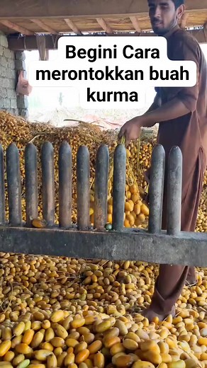 9.4K views · 48 reactions | Merontokkan buah kurma #reels #kmd #tutorial | Muhammad Jurjani | Facebook