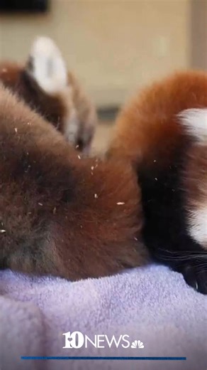65K views · 2.1K reactions | Zoo Knoxville's red panda cubs officially made their public debut on Saturday in the Boyd Family Red Panda Village! The two male cubs were born on June 3 to parents Sisu and Doofah. The past couple of months, mom Sisu has been taking care of her babies, and now the cubs are out and playing in the enclosure! These two cubs are the first red pandas to be born at the zoo in five years, making this an exciting time for visitors. | WBIR Channel 10 | Facebook