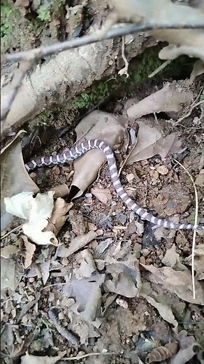 Young milk snake discovered along the river bank