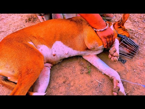 Tick Fever in Dogs - Symptoms & Treatment | @globalpetsclinic