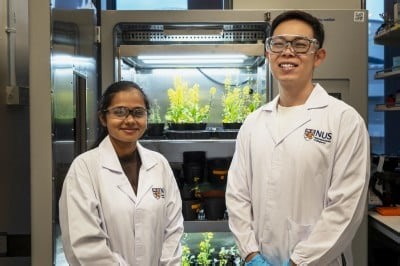 NUS Scientists Create Microneedle System to Deliver Biofertiliser Directly Into Plants, Boosting Growth with Less Waste | Newswise