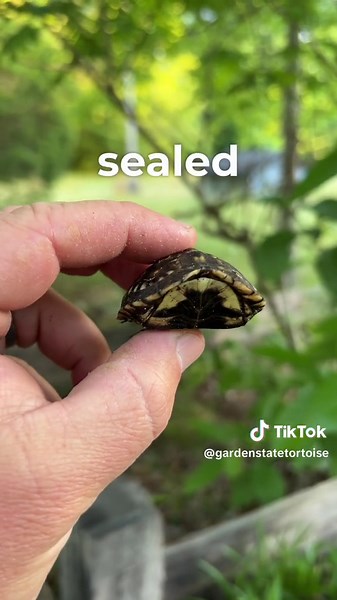 This Baby Turtle Has Completely Sealed its Shell Shut! 😳 #babyturtle #boxturtle #gardenstatetortoise #wildlifeonearth #wildlifeplanet #reptiles #tortoise #funnyanimals