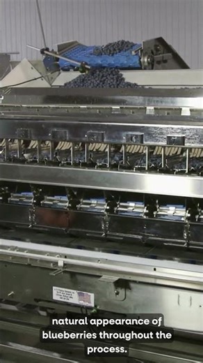 Discover how we can optimize your blueberry packing process! | Milbor PMC