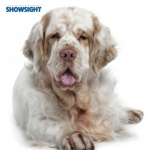 19 reactions | Smart and eager-to-please Clumbers respond well to training. Though a bit wary around strangers, Clumbers are friendly dogs who bark only when they have something to say, and so make indifferent watchdogs. | Showsight - Where Champions Are Celebrated | Facebook