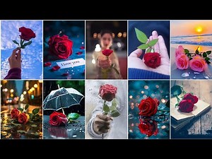 Rose wallpaper photo part 2| Flower wallpaper photos for whatsapp dp pic | flower photo/pics