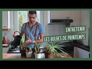 Comment entretenir les bulbes à floraison printanière et les faire refleurir