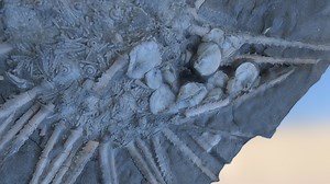 Fossil slab, Moab, Utah. - 3D model by Dr. Parvinder Sethi (@parv)