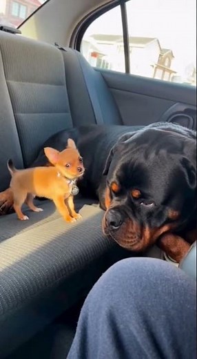 Funny Puppy Barks Compilation – Adorable Puppy Sounds #PuppyBarks #PuppyBarking #PuppySounds