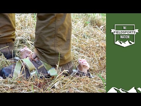 How to track an injured deer