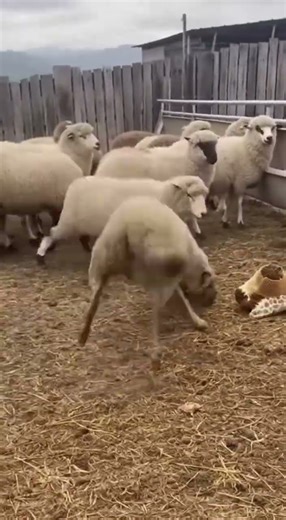 The Wolf's Experiment in Chaos