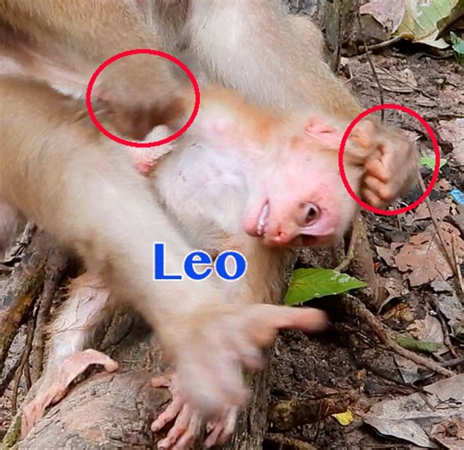 Million Tear Drop Down Baby Leo So Loudly Cry Hug Sister Rainbow Hardly So Scary Nasty Mom Libby | Monkey Daily TV