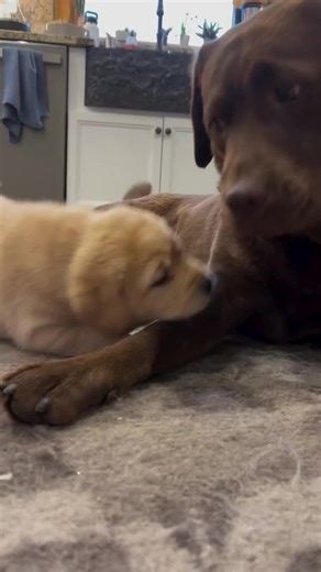 Considerations for Adding a Puppy to Your Home