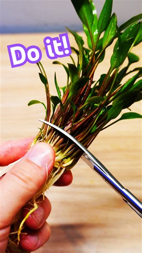 EASY Crypt melting FIX! Stop Cryptocoryne melt today!