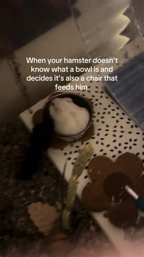 Hamster Confuses Bowl for Chair—Watch the Hilarious Moment!
