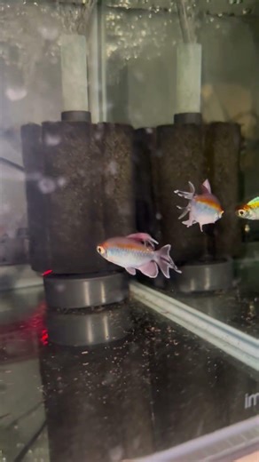 Congo tetra’s breeding colony!!!