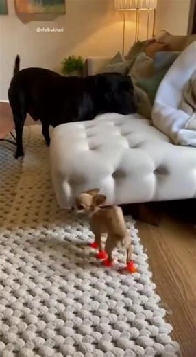 Tiny vs. Mighty: dance battle starts now! 🐾💃🕺😂