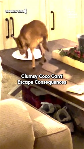 Attenzione! Pickpocket! 😂💥 (Via - Jennifer H.) #Dogs #Chihuahua #DogVideos | The Pet Collective