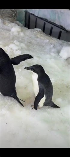 Adelie Penguin 253 Graduates: Meet the Shy New Star at Chimelong ChimelongAdeliePenguinQiq